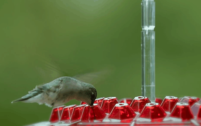 Ant Proof Hummingbird Feeder Outdoor Hanging Perch - Coldesk