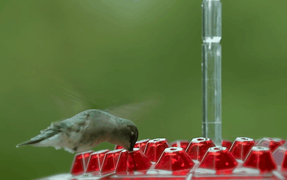 Ant Proof Hummingbird Feeder Outdoor Hanging Perch - Coldesk