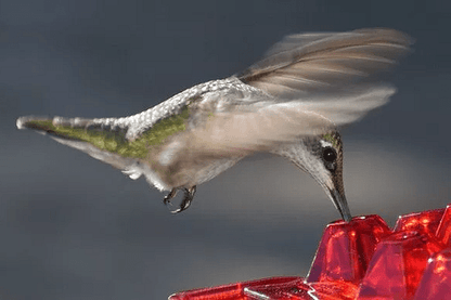 Ant Proof Hummingbird Feeder Outdoor Hanging Perch - Coldesk