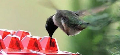Ant Proof Hummingbird Feeder Outdoor Hanging Perch - Coldesk