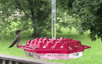 Ant Proof Hummingbird Feeder Outdoor Hanging Perch - Coldesk