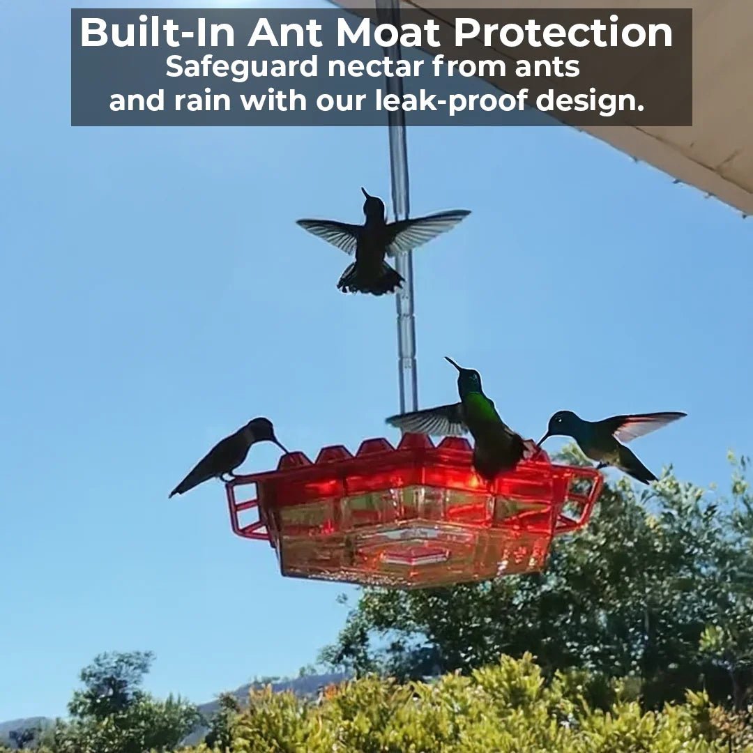 Ant-Proof Hummingbird Feeder with 30 Bee-Resistant Ports - Coldesk