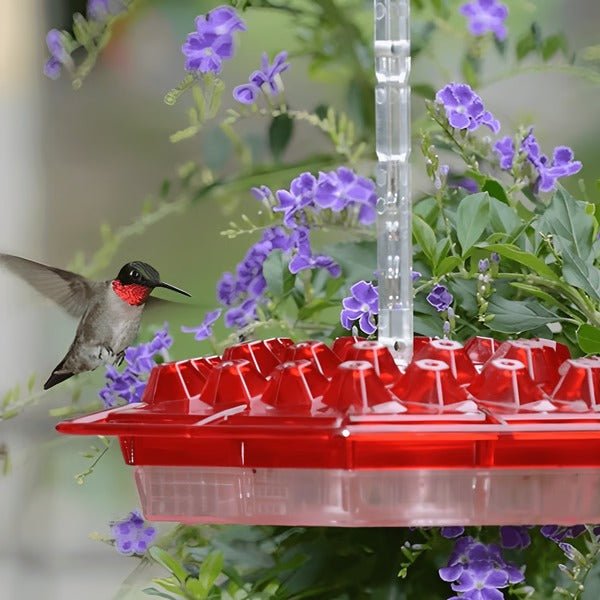 Hummingbird Feeder With Built-In Ant Moat - Coldesk
