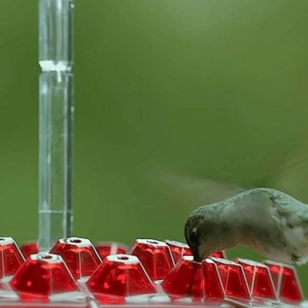 Hummingbird Feeder With Built-In Ant Moat - Coldesk