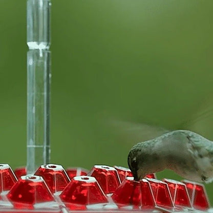 Hummingbird Feeder With Built-In Ant Moat - Coldesk