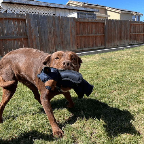 Indestructible & Interactive Bear Dog Toys For Heavy Chewers - Coldesk