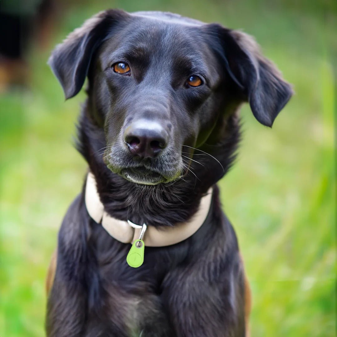 Pets Smart Waterproof GPS Tracker - Coldesk