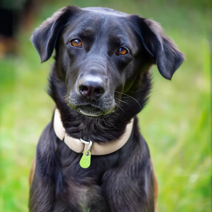 Pets Smart Waterproof GPS Tracker - Coldesk
