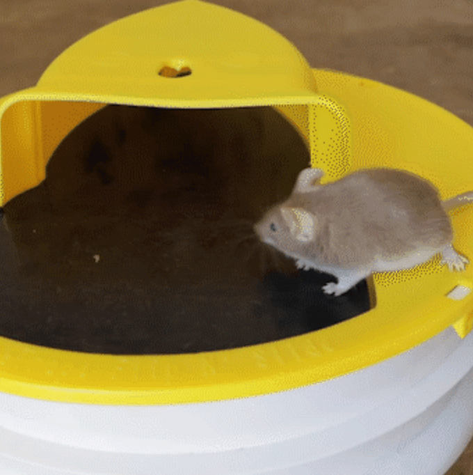 Premium Bucket Lid Mouse Trap - Coldesk