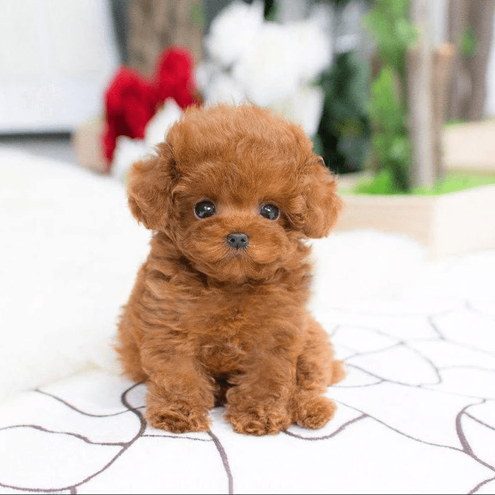 Realistic Teddy Dog Lucky | Plush Puppy - Coldesk