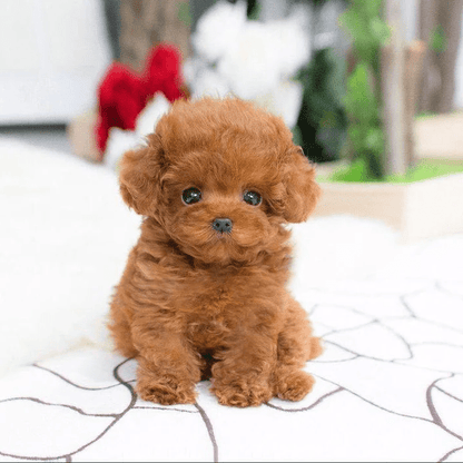 Realistic Teddy Dog Lucky | Plush Puppy - Coldesk