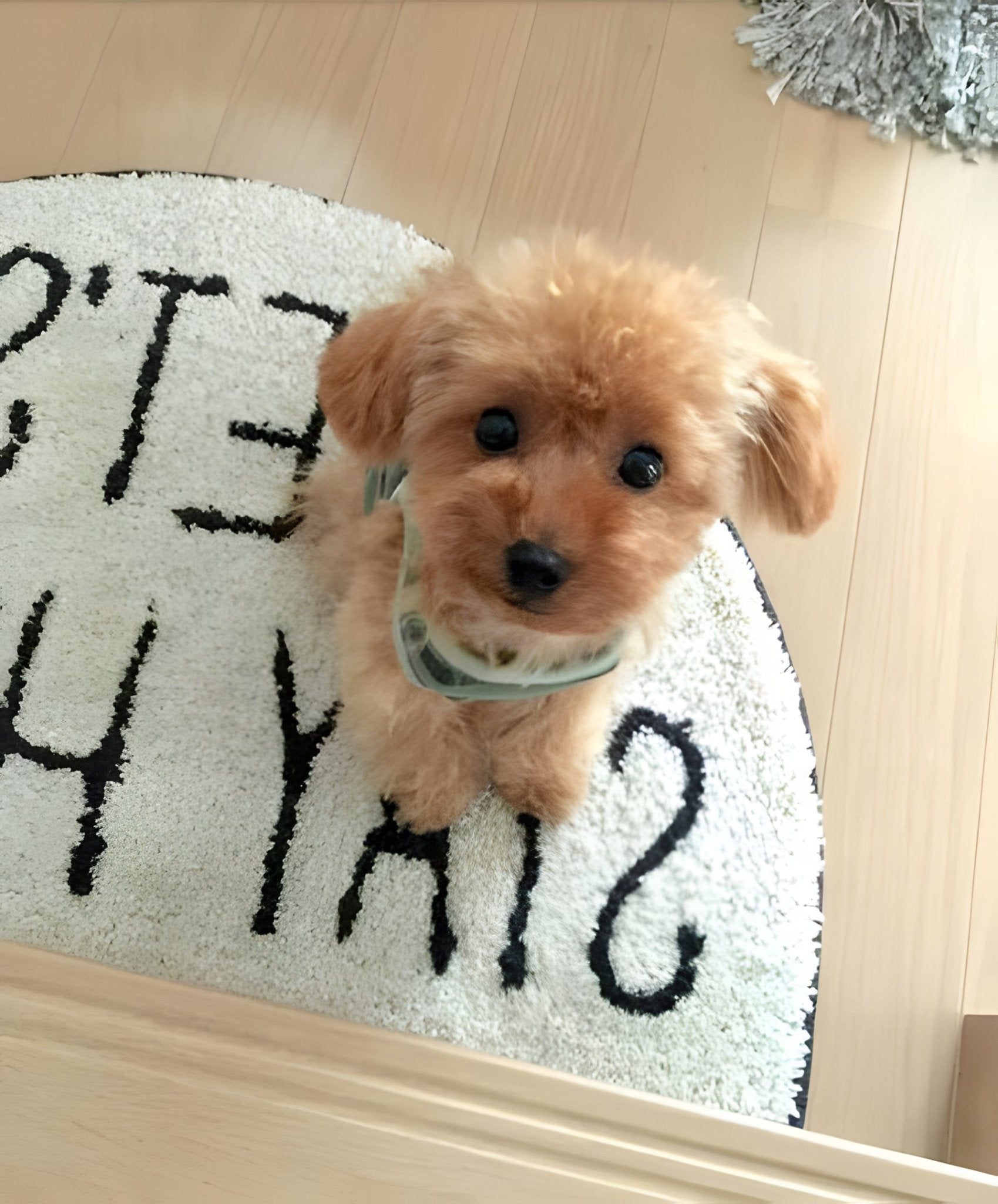 Realistic Teddy Dog Lucky | Plush Puppy - Coldesk