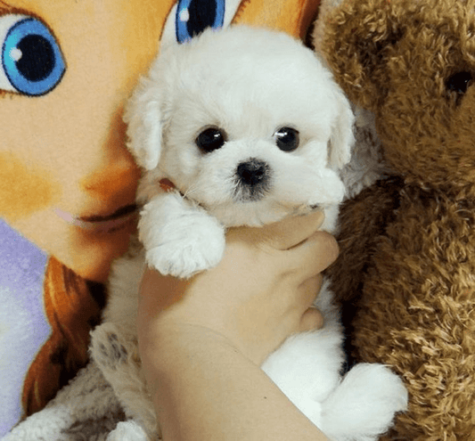 Realistic Teddy Dog Lucky | Plush Puppy - Coldesk