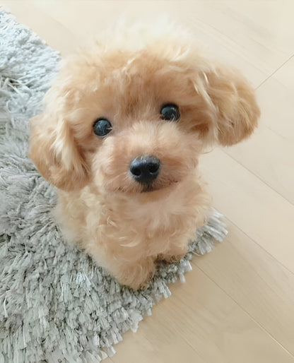 Realistic Teddy Dog Lucky | Plush Puppy - Coldesk