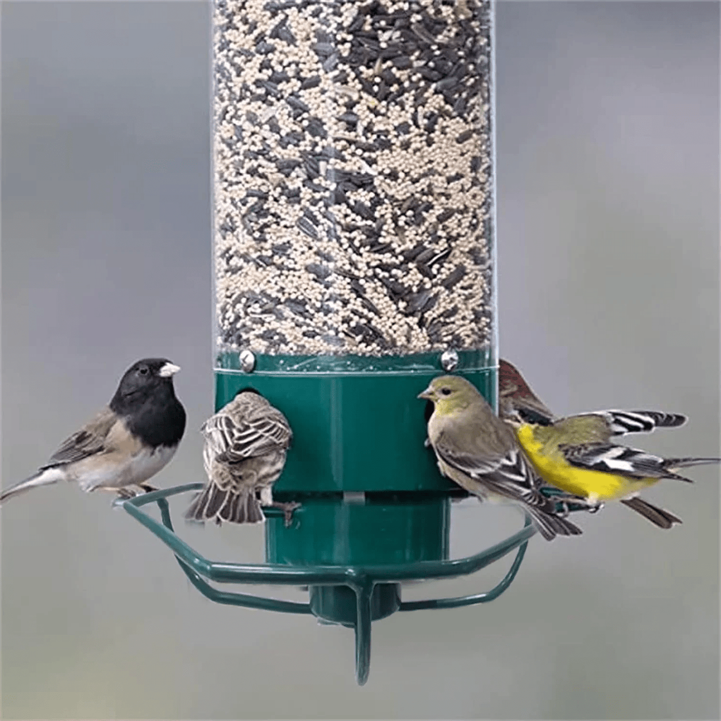 Squirrel Proof Bird Feeder - Coldesk