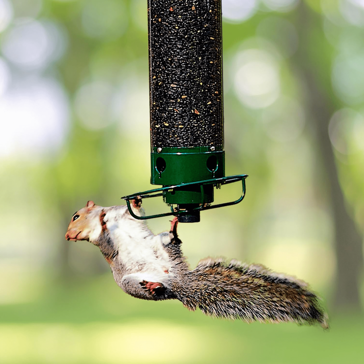 Squirrel Proof Bird Feeder - Coldesk