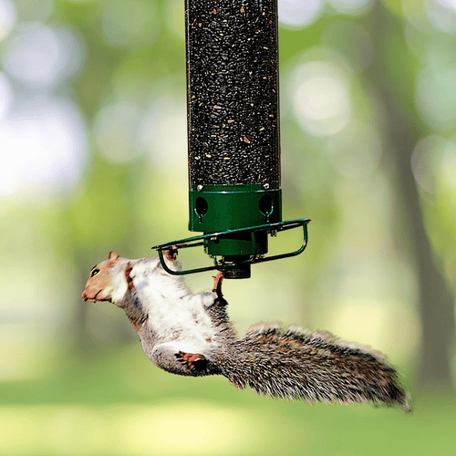 Squirrel Proof Bird Feeder - Coldesk