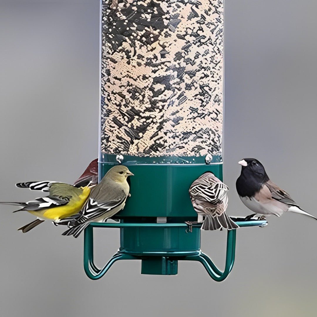 Squirrel-Proof Bird Feeder - Coldesk