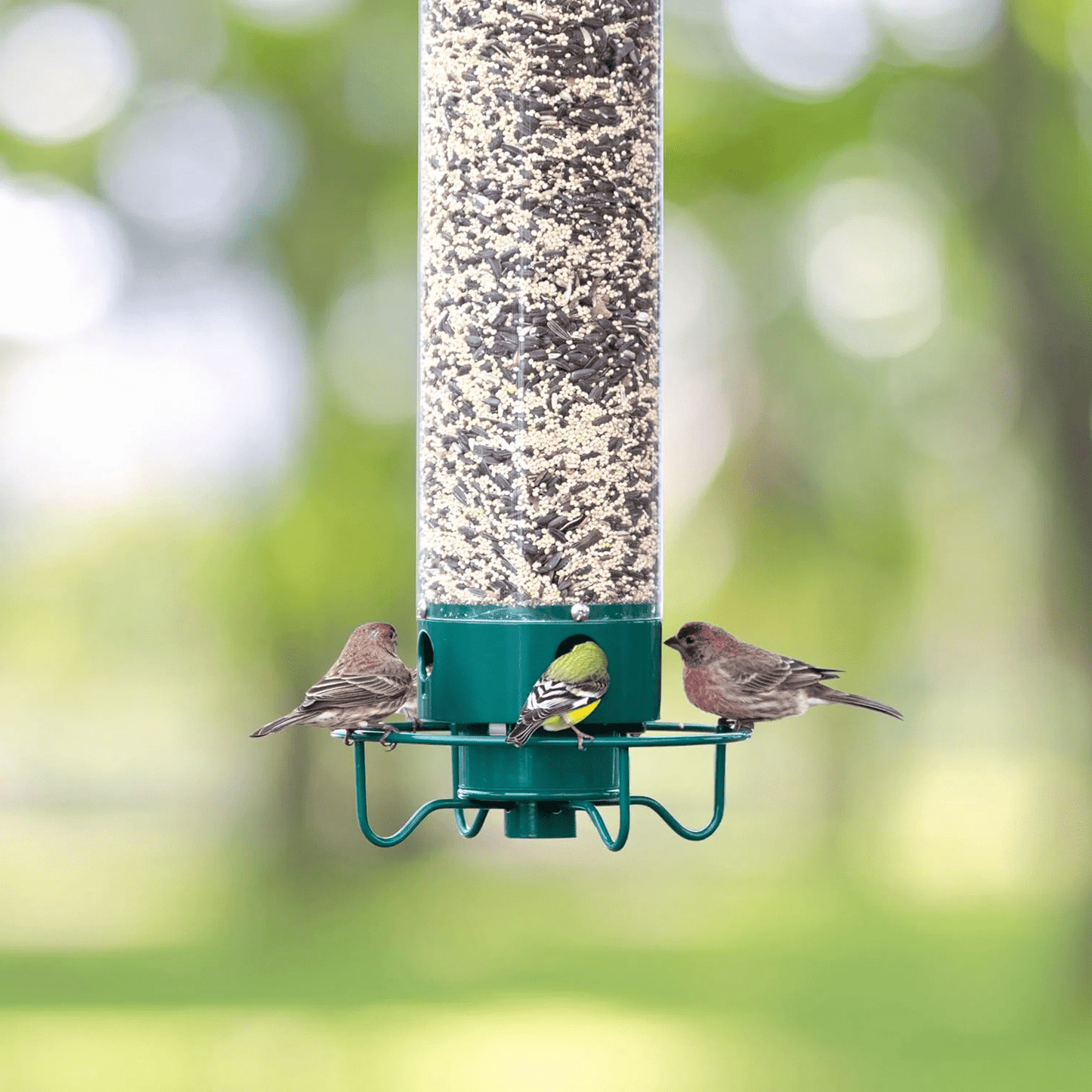 Squirrel Proof Bird Feeder - Coldesk