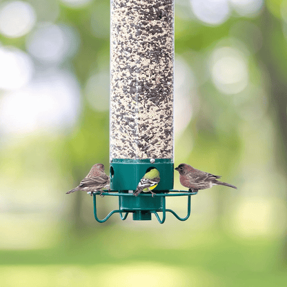 Squirrel Proof Bird Feeder - Coldesk
