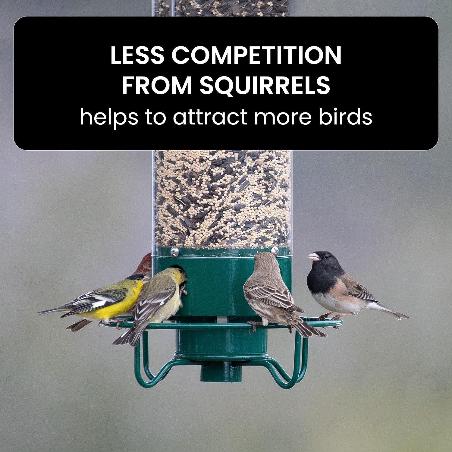 Squirrel-Proof Bird Feeder - Coldesk