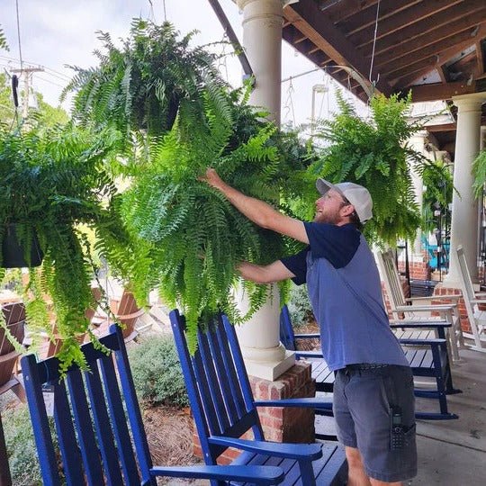 UV Resistant Lifelike Artificial Boston Fern For Outdoors - Coldesk