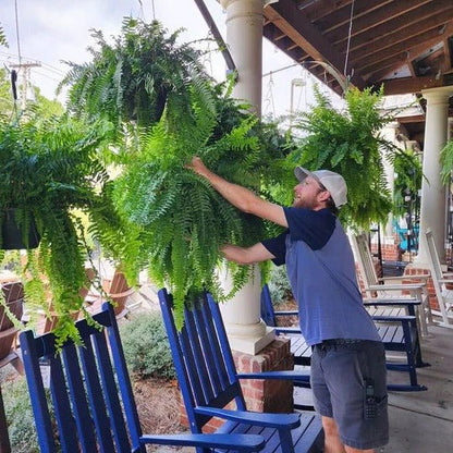 UV Resistant Lifelike Artificial Boston Fern For Outdoors - Coldesk